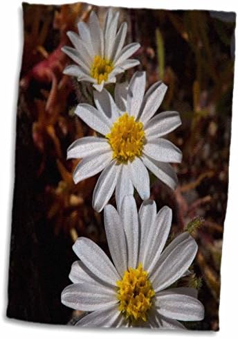 3רוז דניטה דלימונט-פרחים-קליפורניה-כוכב המדבר פרחי בר. - מגבות