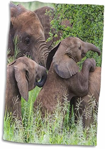 3drose אפריקה. טנזניה. פילים אפריקאים ב- Tarangire NP, מגבות